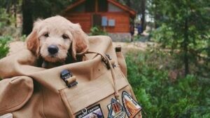 Pellegrinaggio con animali Pellegrinaggio con animali